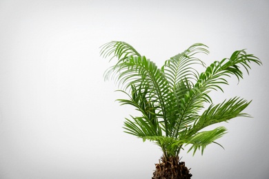 Tropical palm tree with green leaves on light background