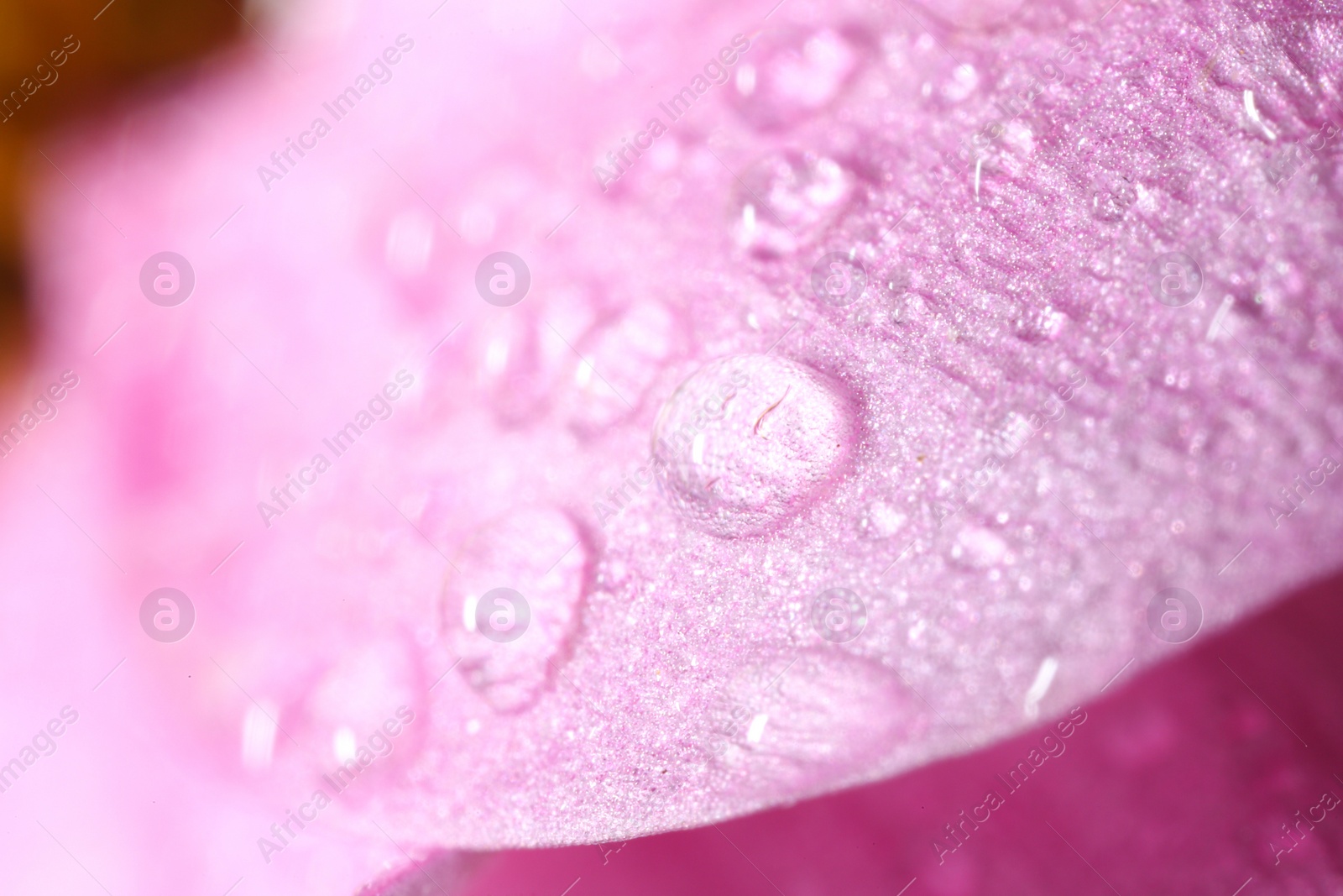 Photo of Beautiful flower with water drops, macro view