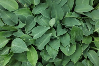 Photo of Beautiful hosta plant with green leaves, closeup view