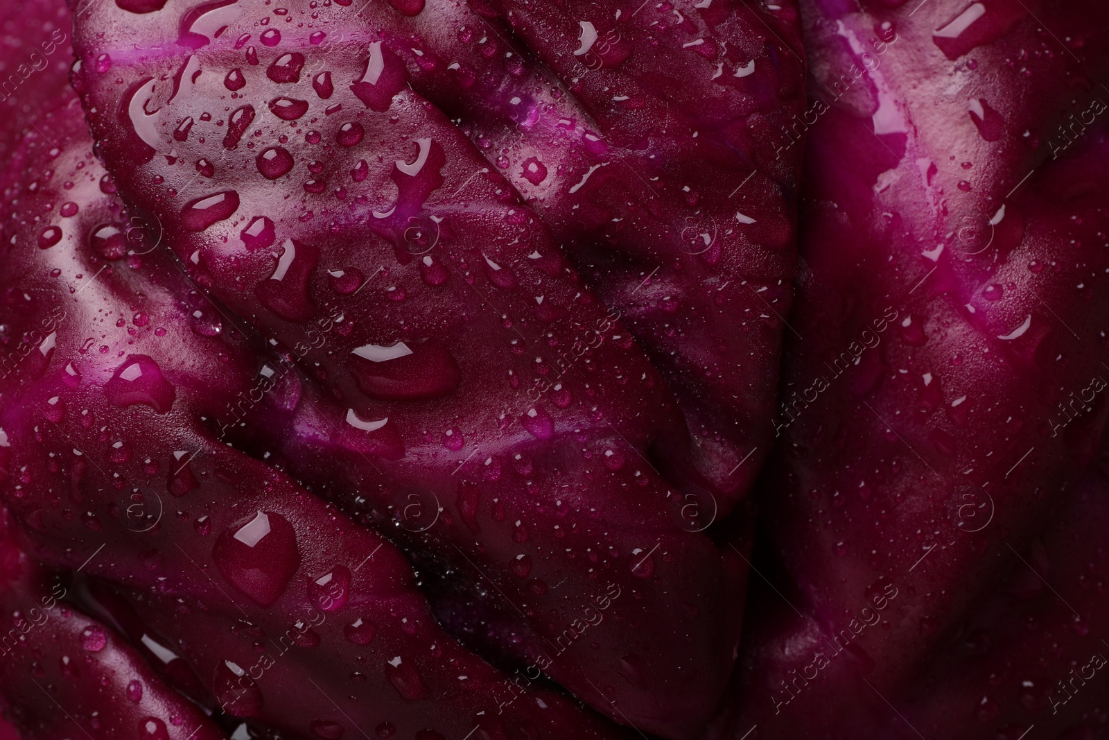 Photo of Fresh ripe red cabbage with water drops as background, closeup