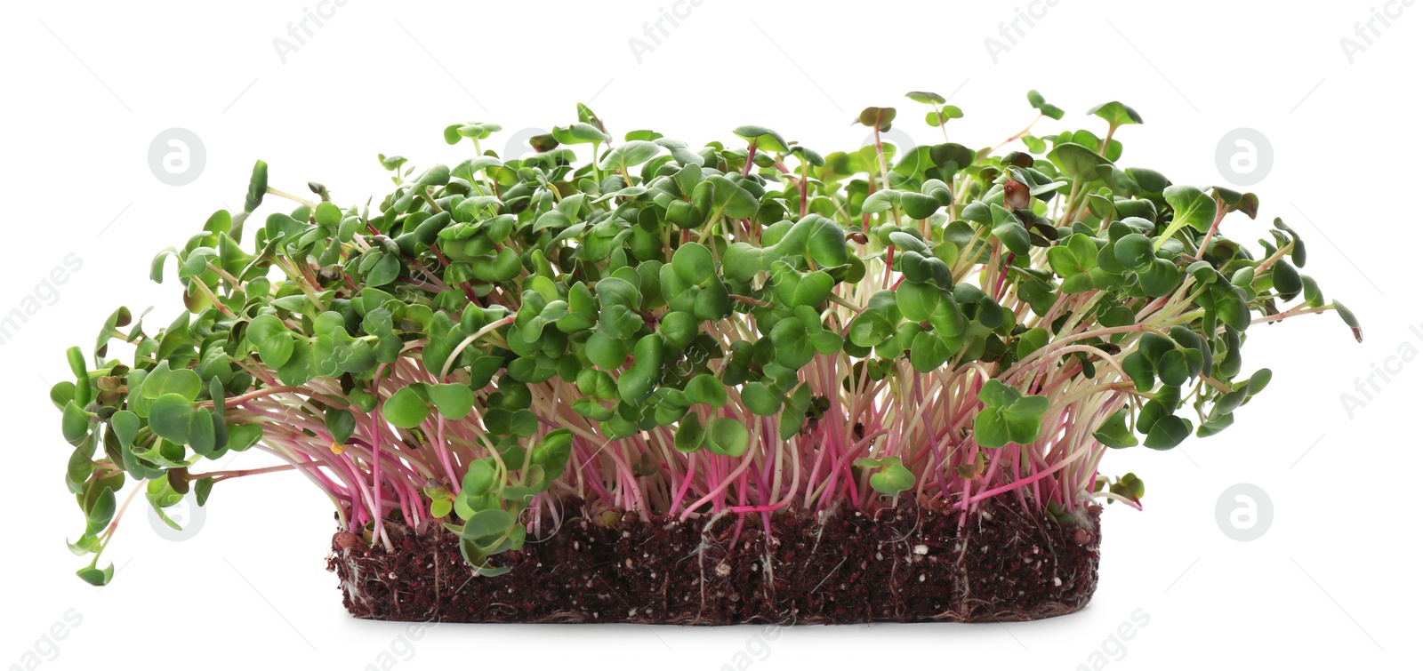 Photo of Fresh radish microgreens in soil on white background