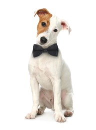 Image of Cute Jack Russell terrier with black bow tie on white background