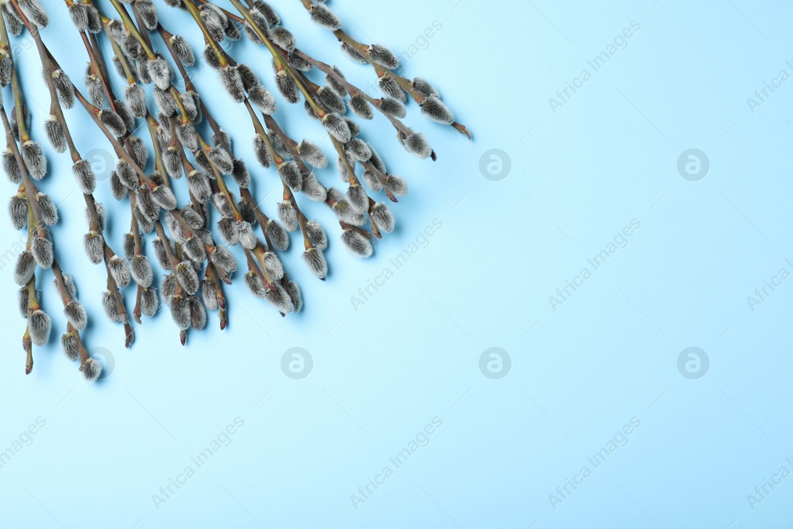 Photo of Beautiful blooming pussy willow branches on light blue background, flat lay. Space for text