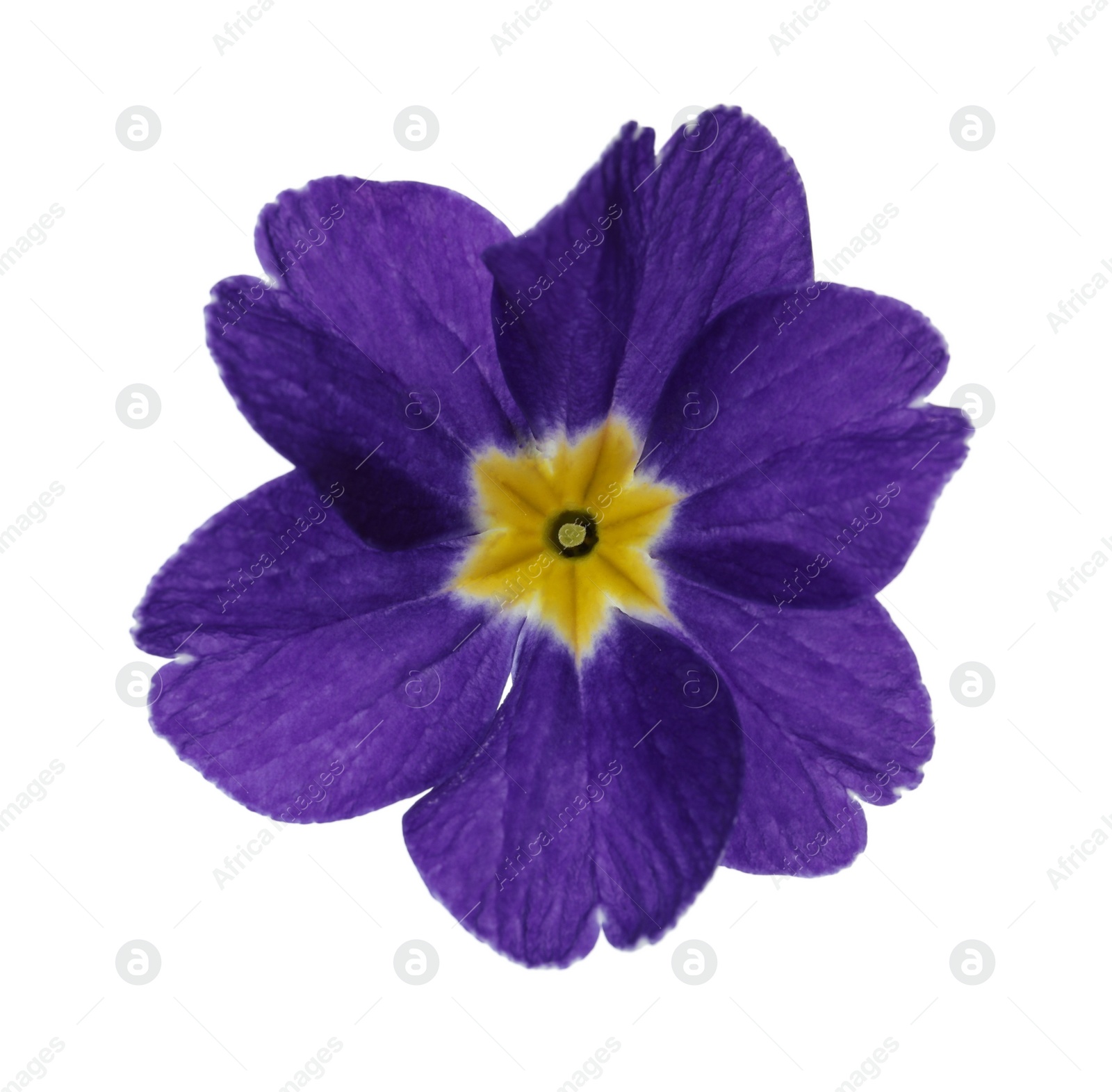 Photo of Beautiful purple primula (primrose) flower isolated on white. Spring blossom