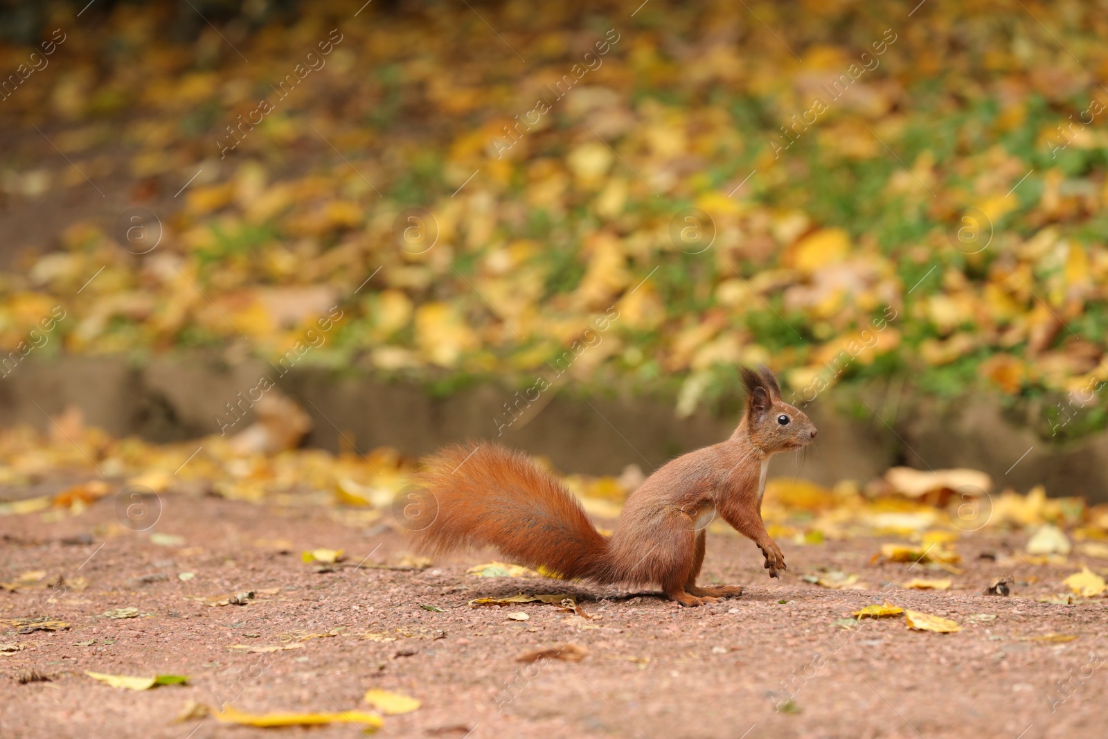 Photo of Cute red squirrel on paved road in autumn park, space for text
