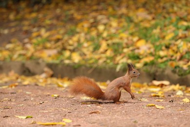 Photo of Cute red squirrel on paved road in autumn park, space for text
