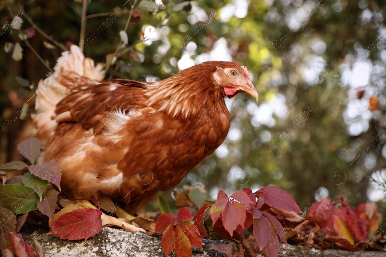 Photo of Beautiful chicken on stone fence in farmyard. Domestic animal