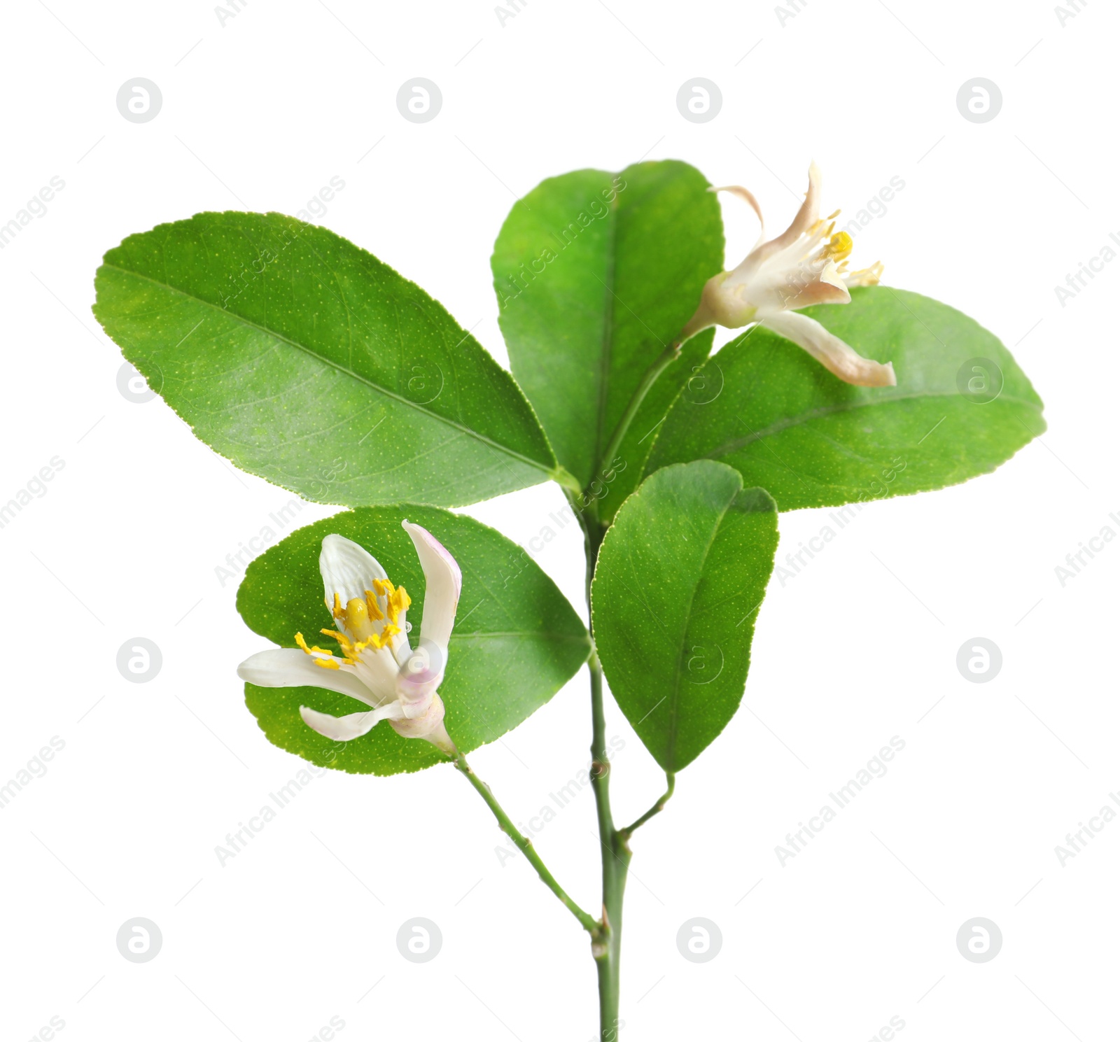 Photo of Branch with beautiful blooming lime flowers on white background