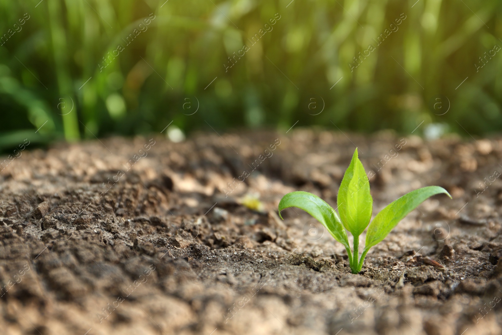 Photo of Young green seedling growing in dry soil on spring day, closeup. Hope concept