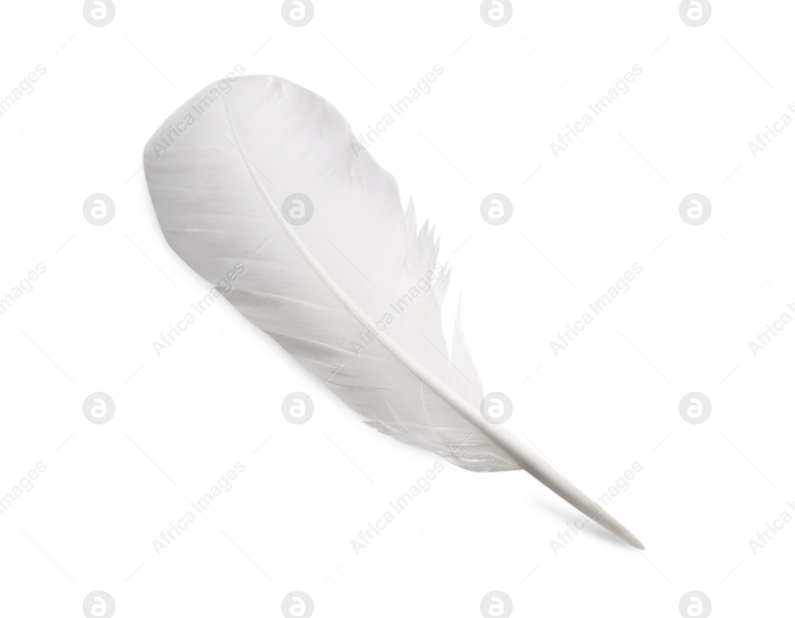 Photo of One fluffy beautiful feather isolated on white