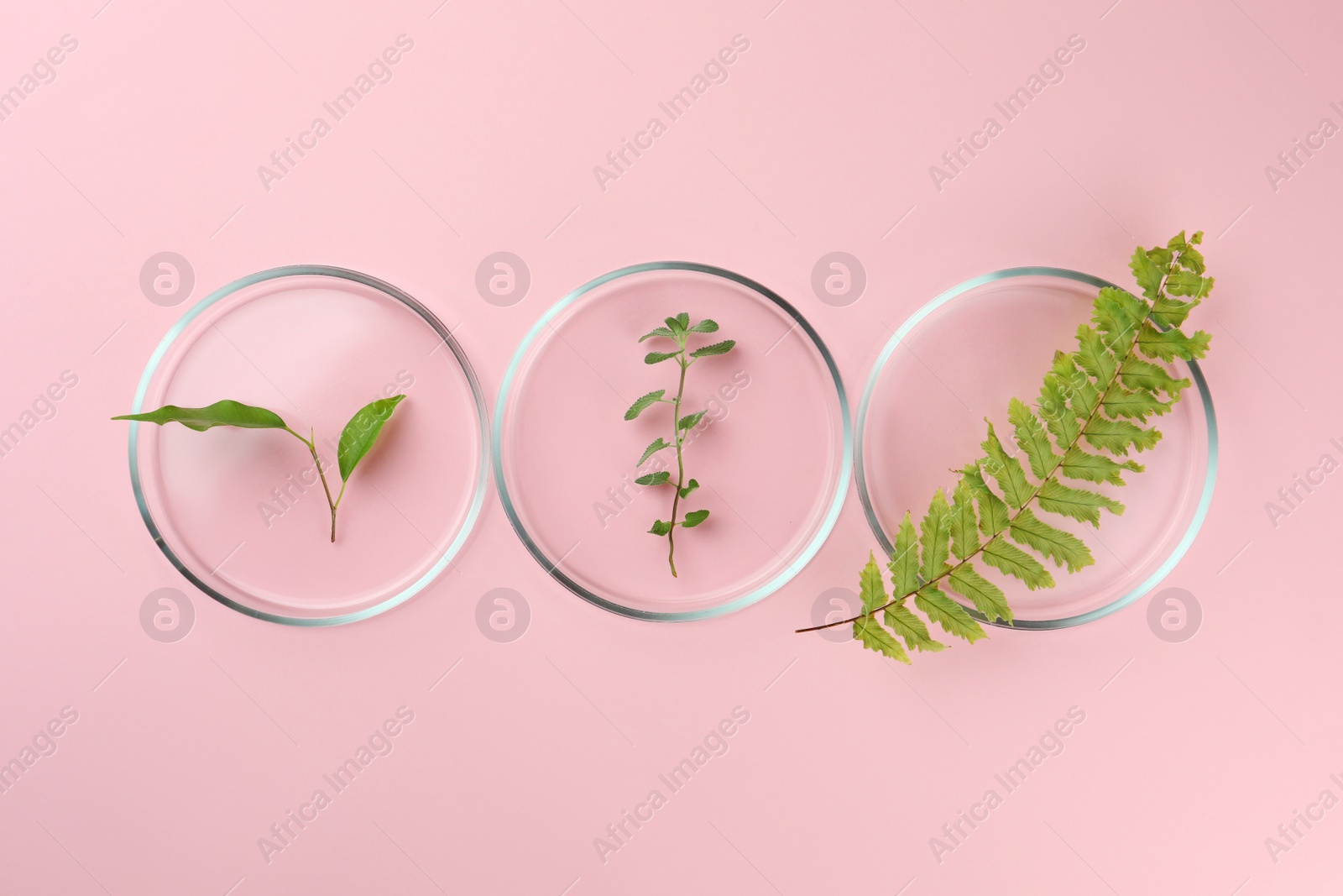 Photo of Petri dishes with different plants on pink background, flat lay