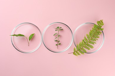 Petri dishes with different plants on pink background, flat lay