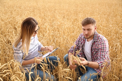 Photo of Young agronomists in grain field. Cereal farming