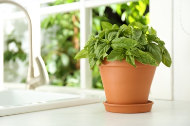 Photo of Fresh green basil in pot on countertop in kitchen. Space for text