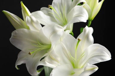 Photo of Beautiful white lily flowers on black background, closeup