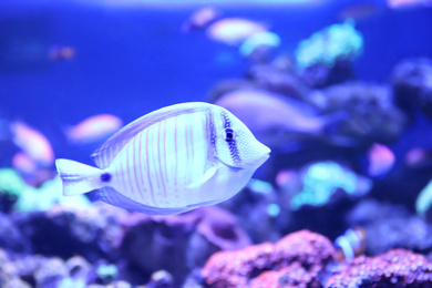 Beautiful butterfly fish in clear aquarium water