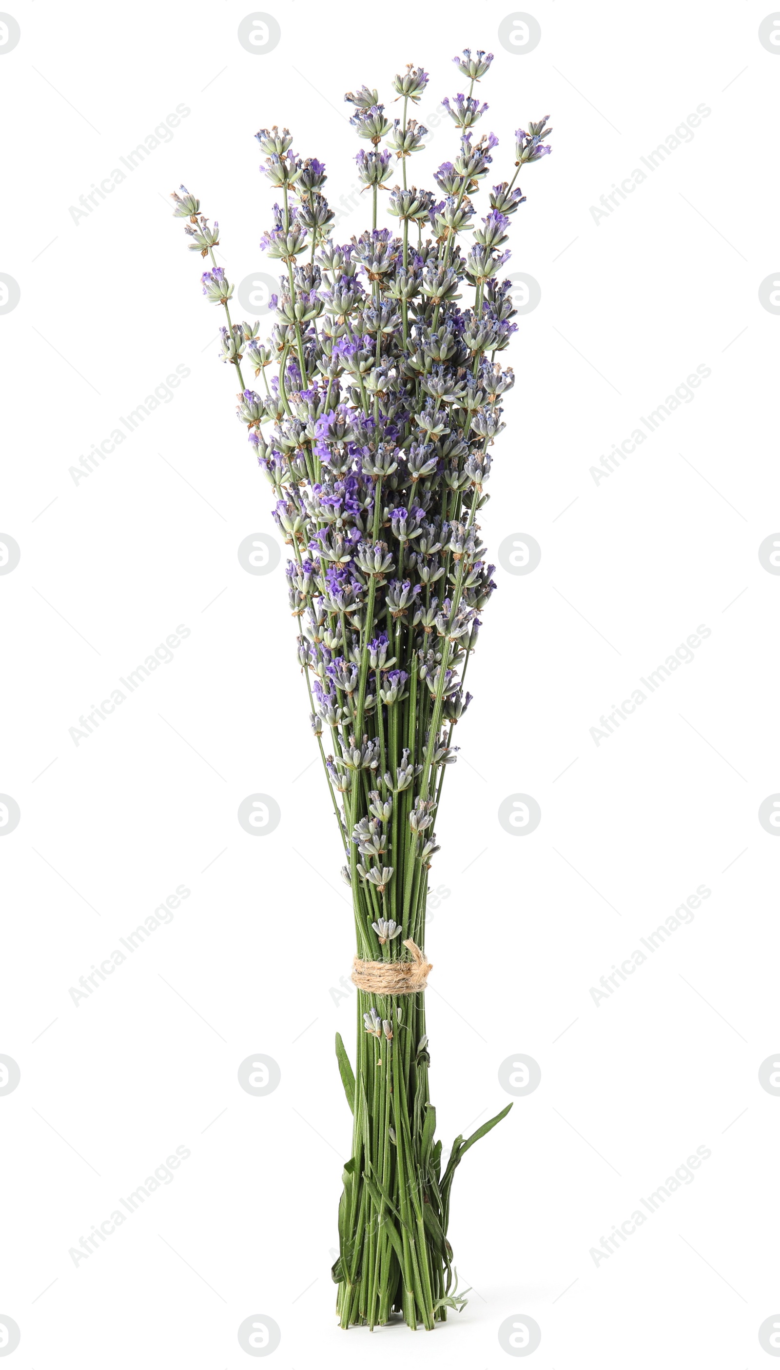 Image of Bunch of beautiful lavender flowers on white background