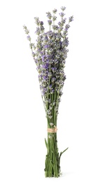 Bunch of beautiful lavender flowers on white background