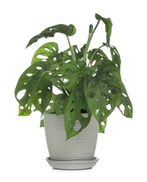 Beautiful Monstera plant in pot isolated on white. House decor