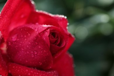 Photo of Closeup view of beautiful blooming rose against blurred background, space for text