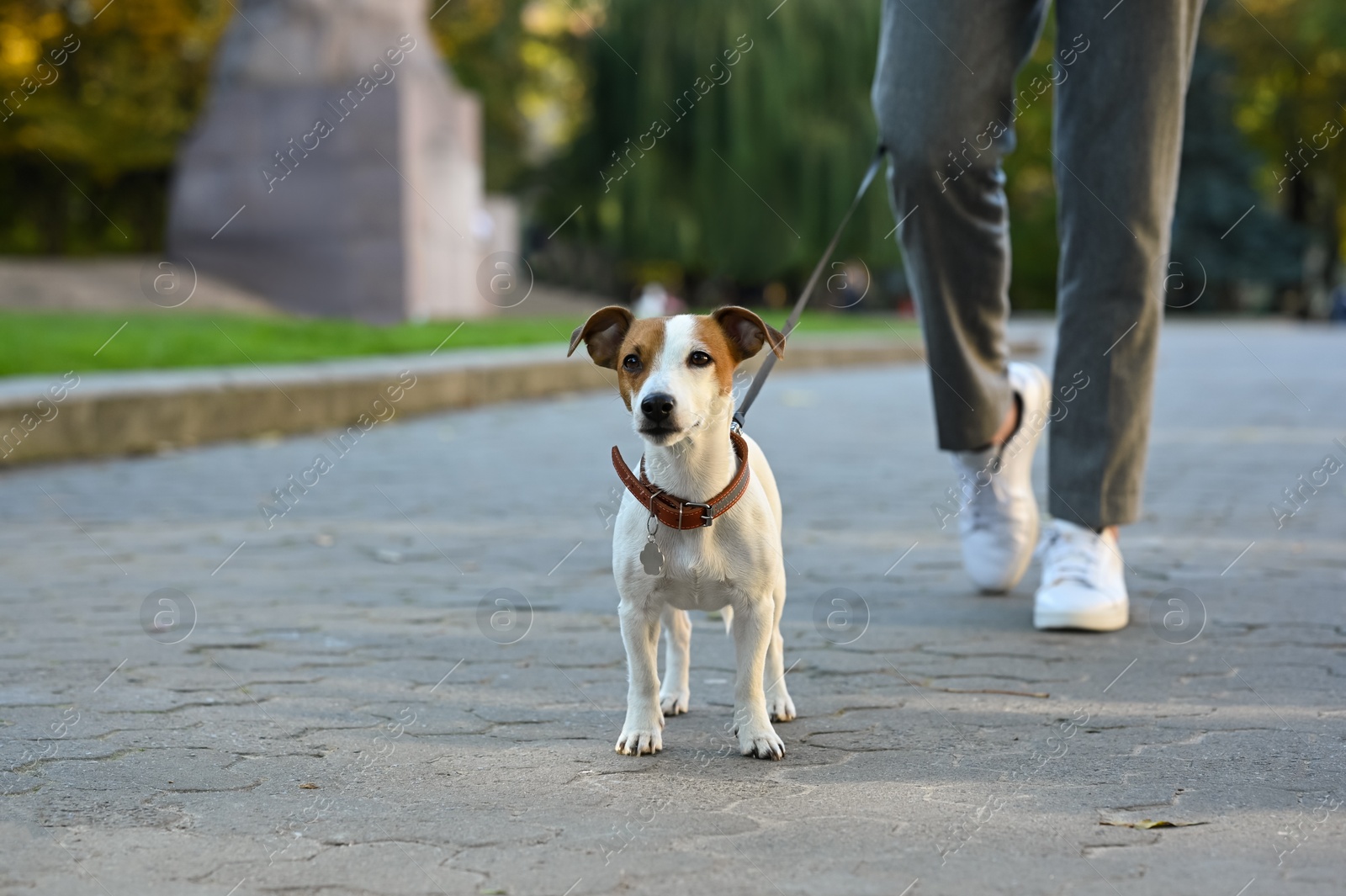 Photo of Man with adorable Jack Russell Terrier on city street, closeup. Dog walking