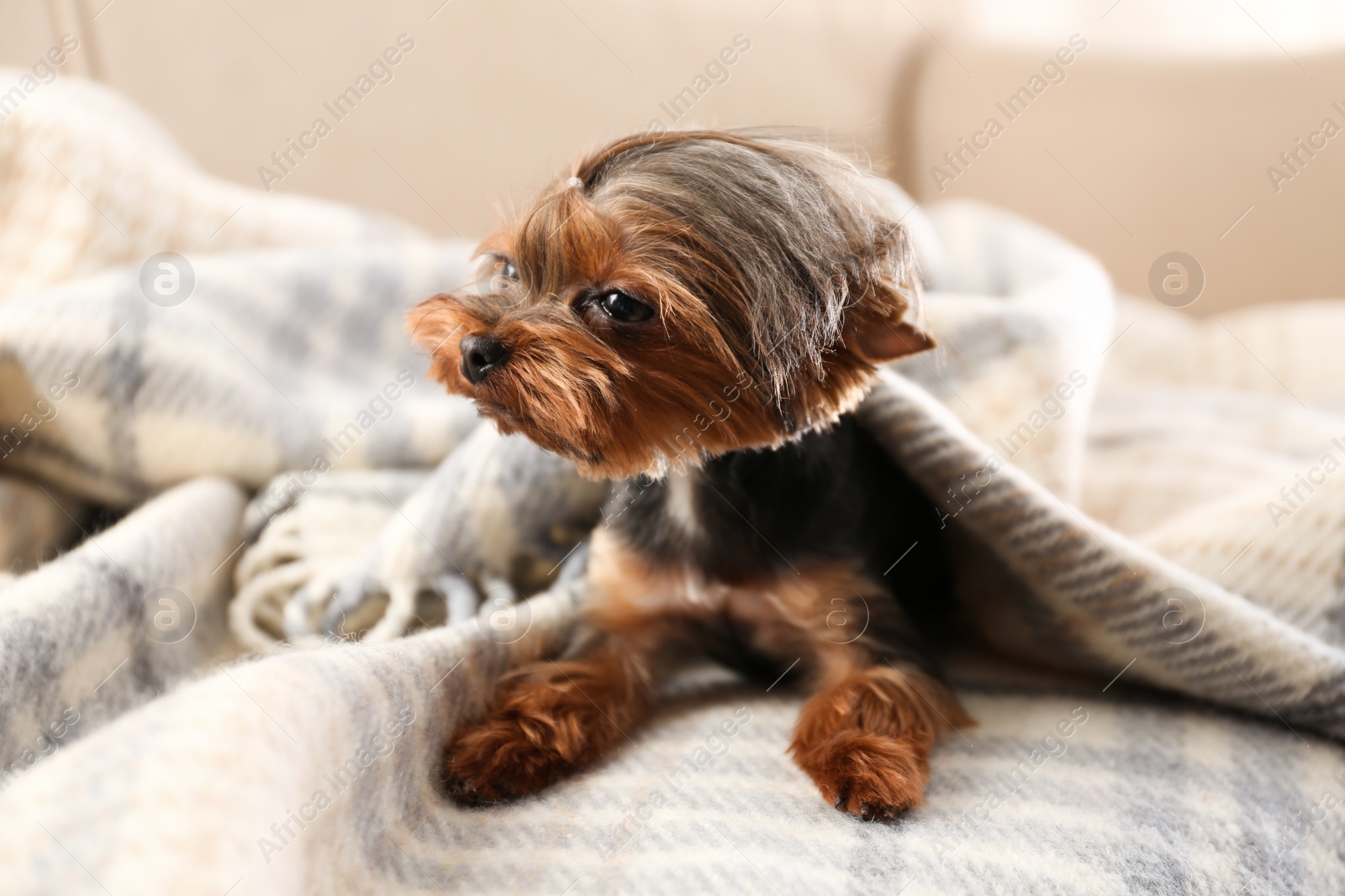 Photo of Cute Yorkshire terrier dog covered with plaid on sofa