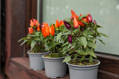 Photo of Capsicum Annuum plants. Potted rainbow multicolor chili peppers near window outdoors