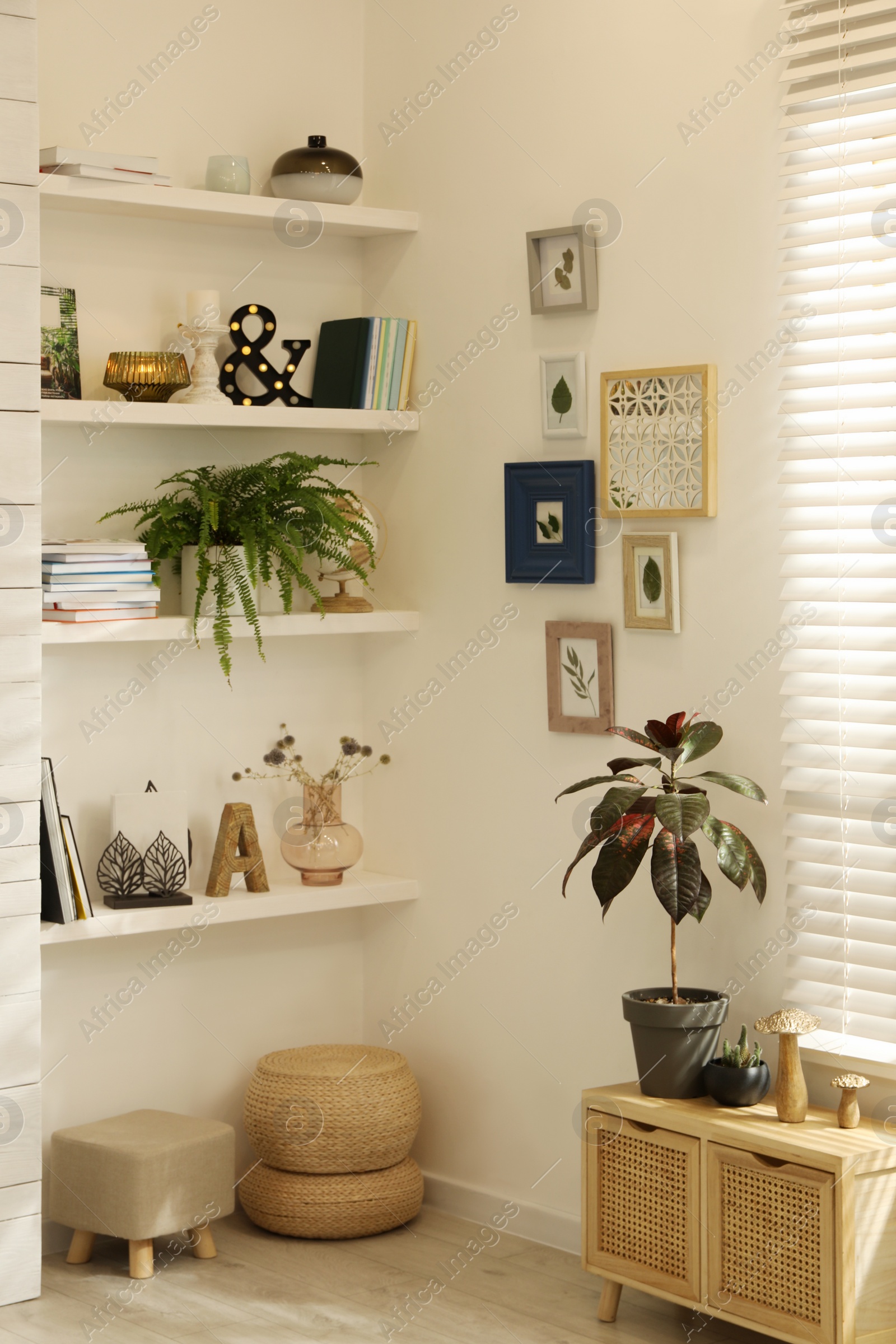 Photo of Beautiful green plants and different decor on shelves in room. Interior design