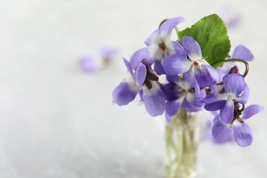 Beautiful wood violets on white table, space for text. Spring flowers