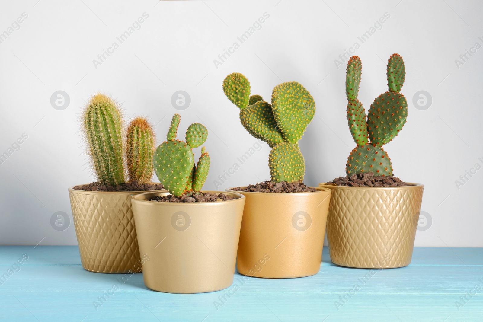 Photo of Many different beautiful cacti on light blue wooden table