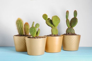 Photo of Many different beautiful cacti on light blue wooden table