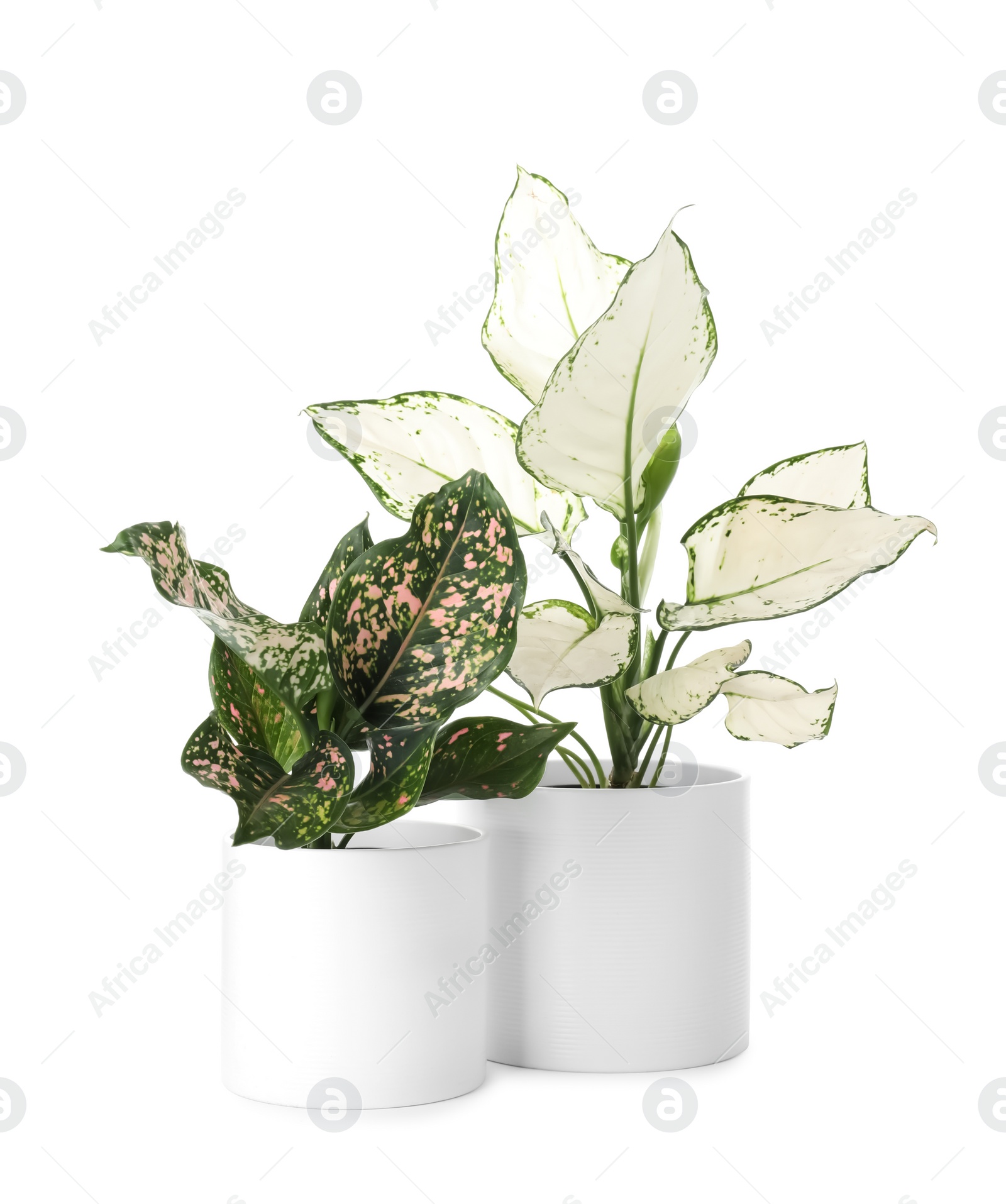 Photo of Beautiful Aglaonema plants in flowerpots isolated on white. House decor