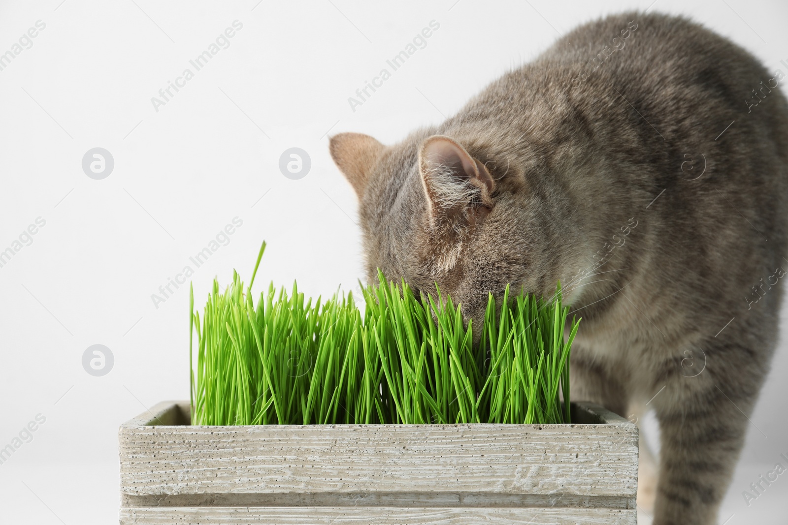 Photo of Cute cat near box of fresh green grass on white background