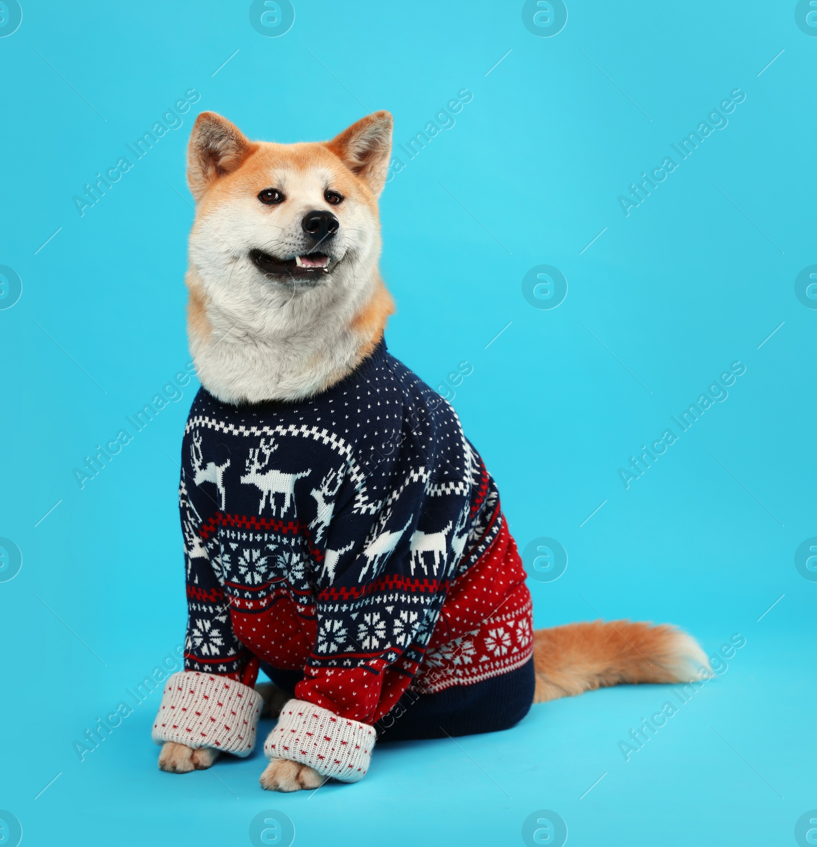 Photo of Cute Akita Inu dog in Christmas sweater on blue background