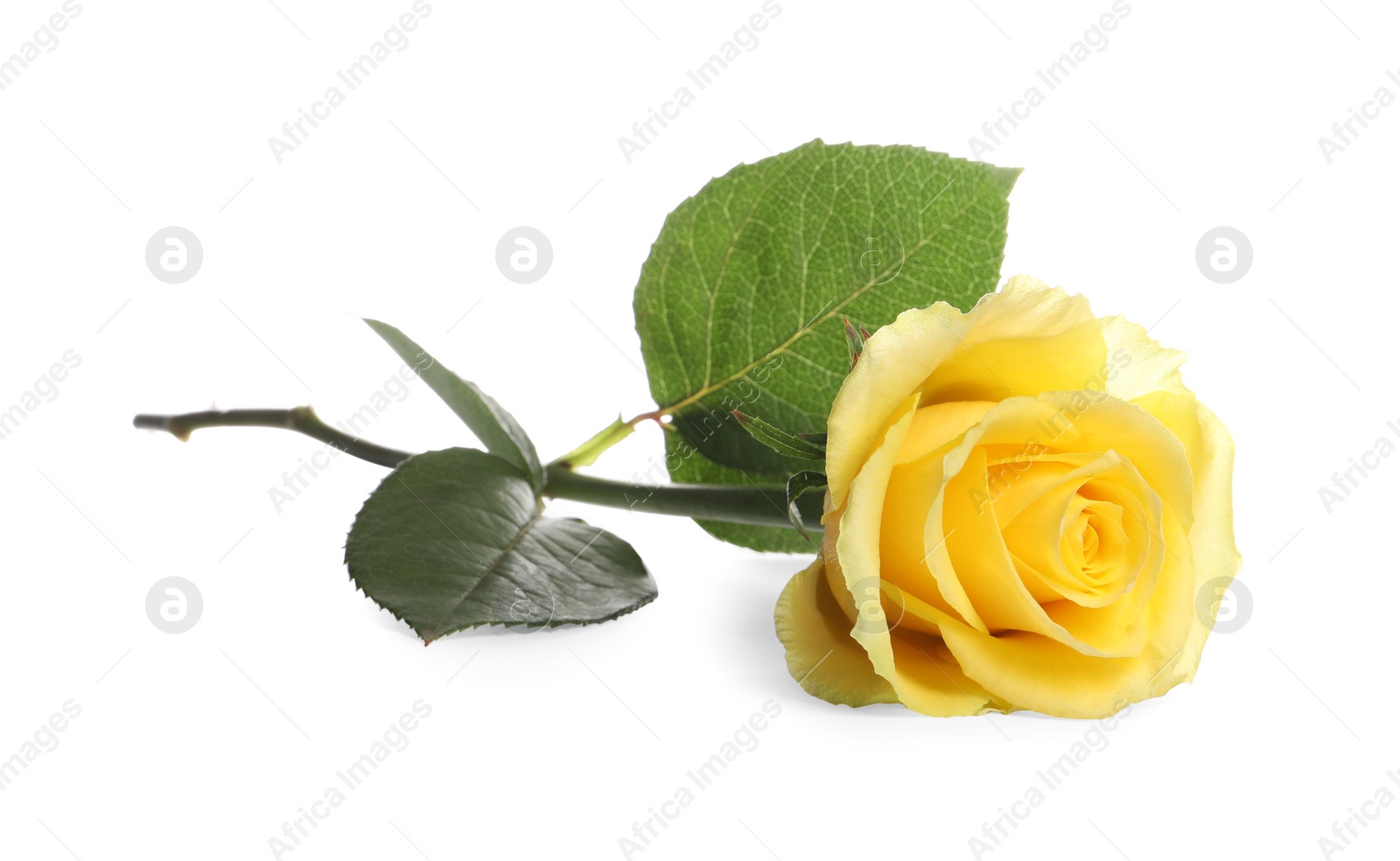 Photo of Beautiful fresh yellow rose isolated on white