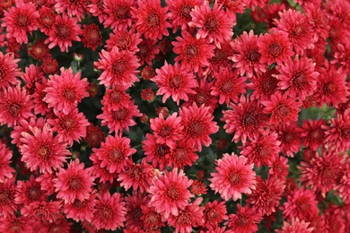 Photo of Beautiful blooming Chrysanthemum bush as background. Autumn flowers