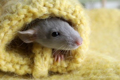 Photo of Cute small rat wrapped in yellow knitted plaid, closeup