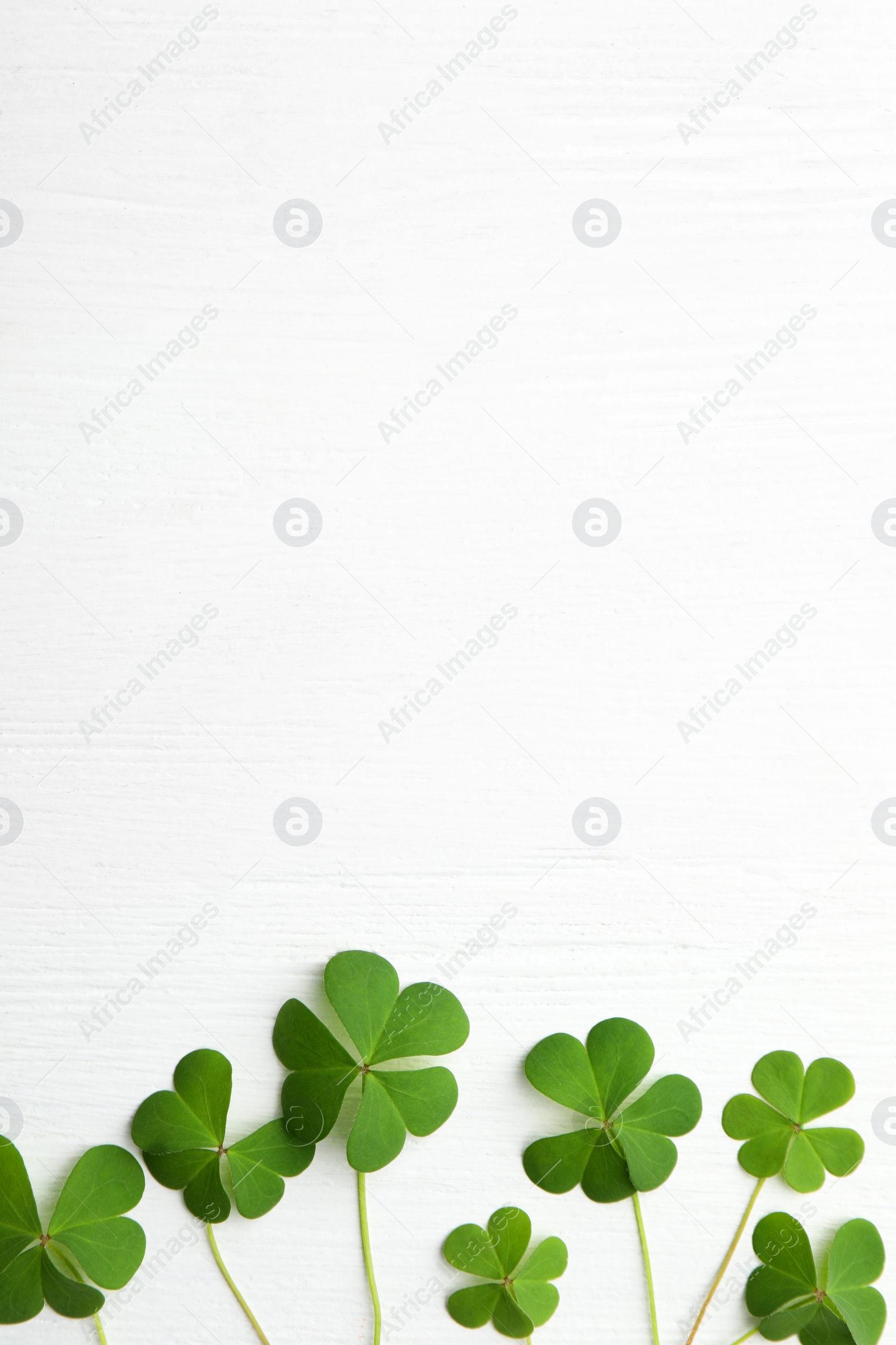 Photo of Clover leaves on white wooden table, flat lay with space for text. St. Patrick's Day symbol