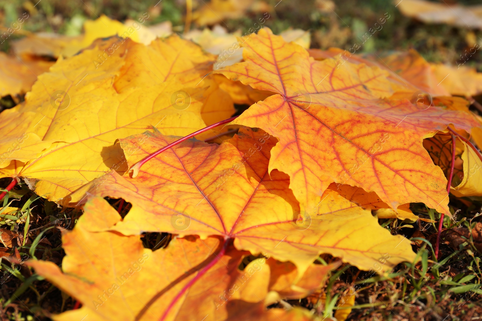 Photo of Beautiful dry leaves on grass outdoors, closeup. Autumn season