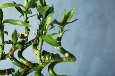 Photo of Green bamboo plant on color background, closeup