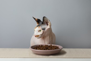 Beautiful Sphynx cat and plate of kibble served on white table against grey background