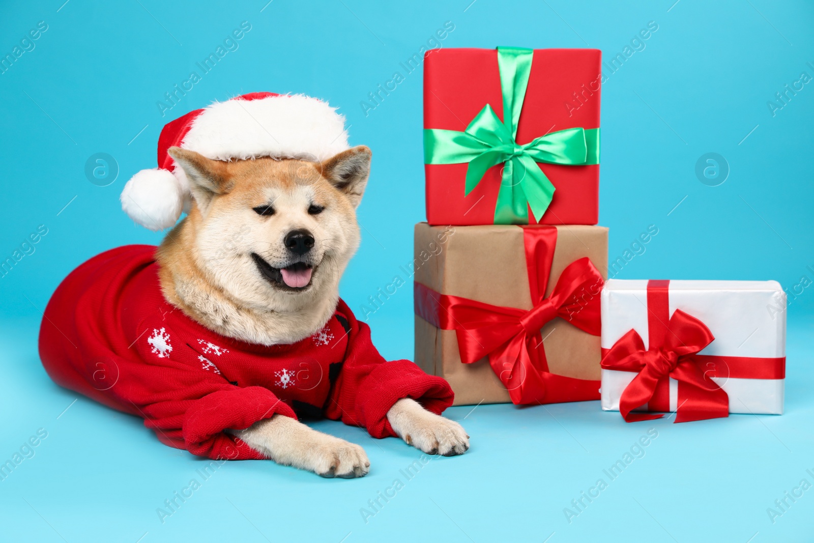 Photo of Cute Akita Inu dog in Christmas sweater and Santa hat near gift boxes on blue background