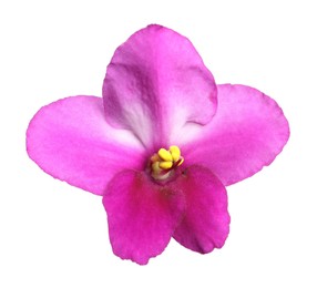 Photo of Pink flower of violet plant isolated on white