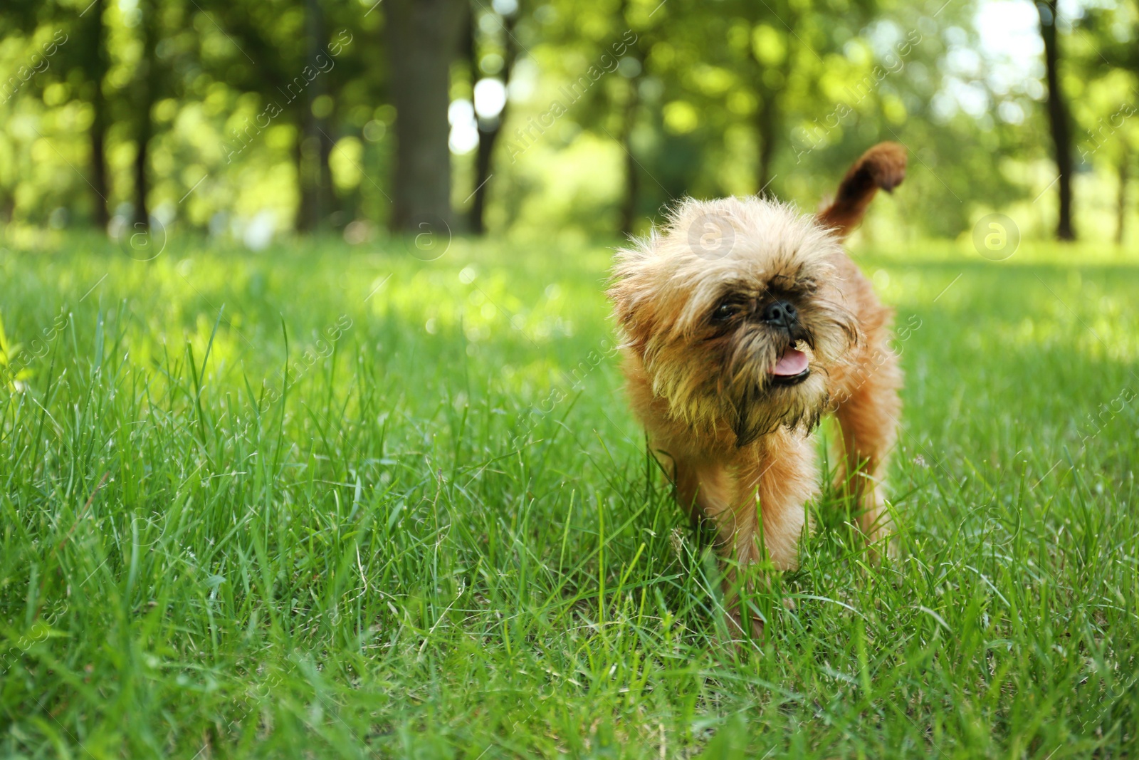 Photo of Cute fluffy dog on green grass in park. Space for text