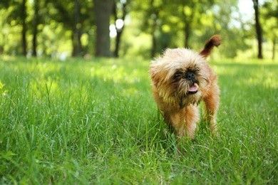 Photo of Cute fluffy dog on green grass in park. Space for text