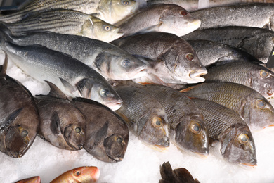 Different types of fresh fish on ice in supermarket