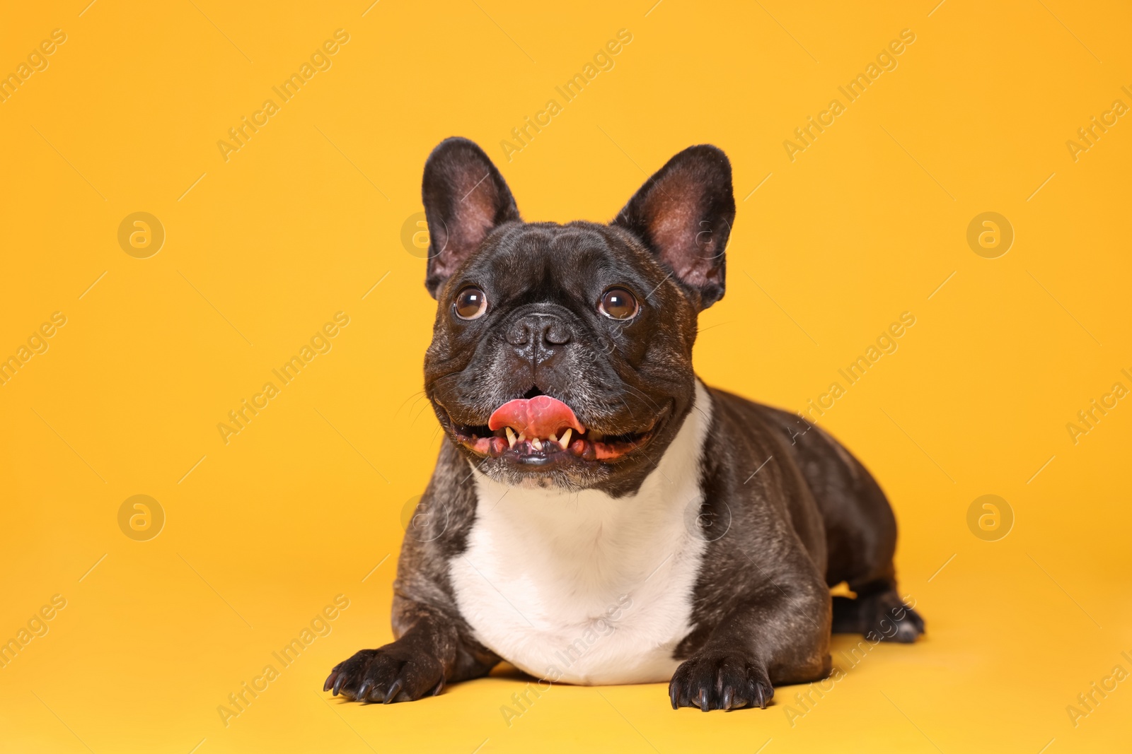 Photo of Adorable French Bulldog on orange background. Lovely pet