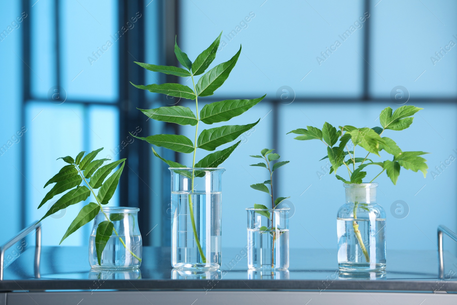 Photo of Laboratory glassware with plants on metal table, toned in blue