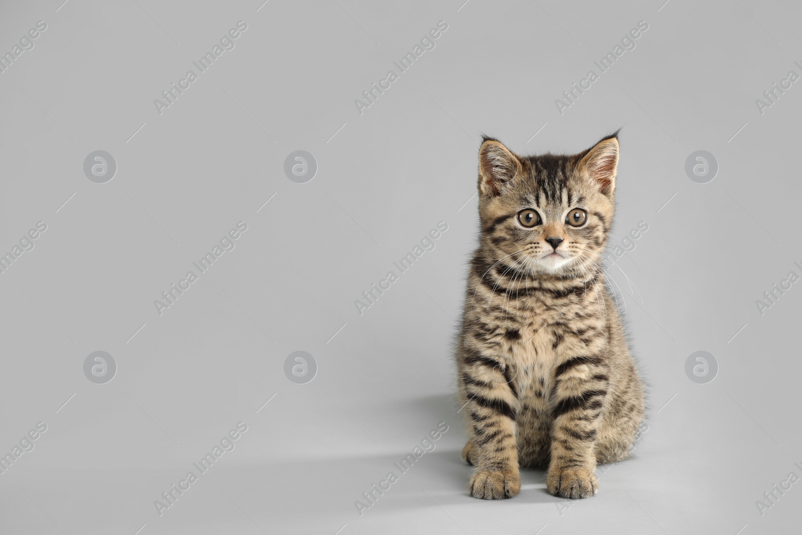 Photo of Cute tabby kitten on light grey background, space for text. Baby animal