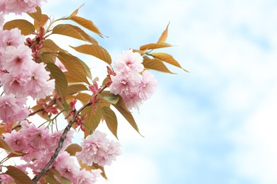 Beautiful blossoming sakura tree against sky, space for text